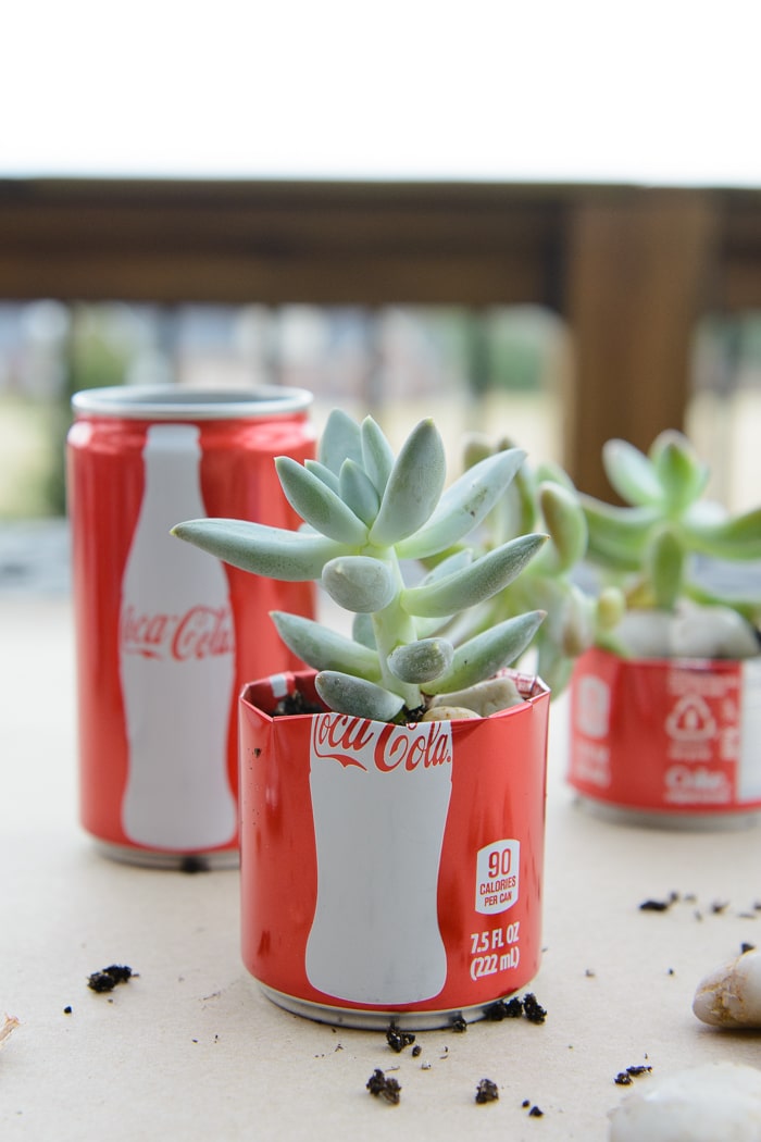 Jardinière succulente de canettes de coca DIY - une façon intelligente de recycler ces jolies mini canettes de coca