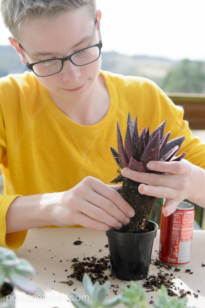 Jardinière succulente de canettes de coca DIY - une façon intelligente de recycler ces jolies mini canettes de coca